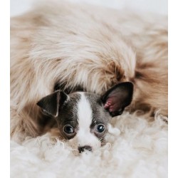 Manta para perros TÖSSE
