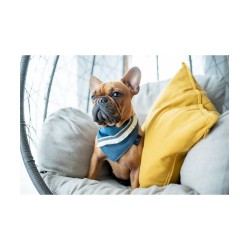 Pañuelo para perro Allure