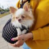 Bolso Prestige para chihuahuas