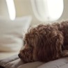 cama fresca para perros Fosser Marrón