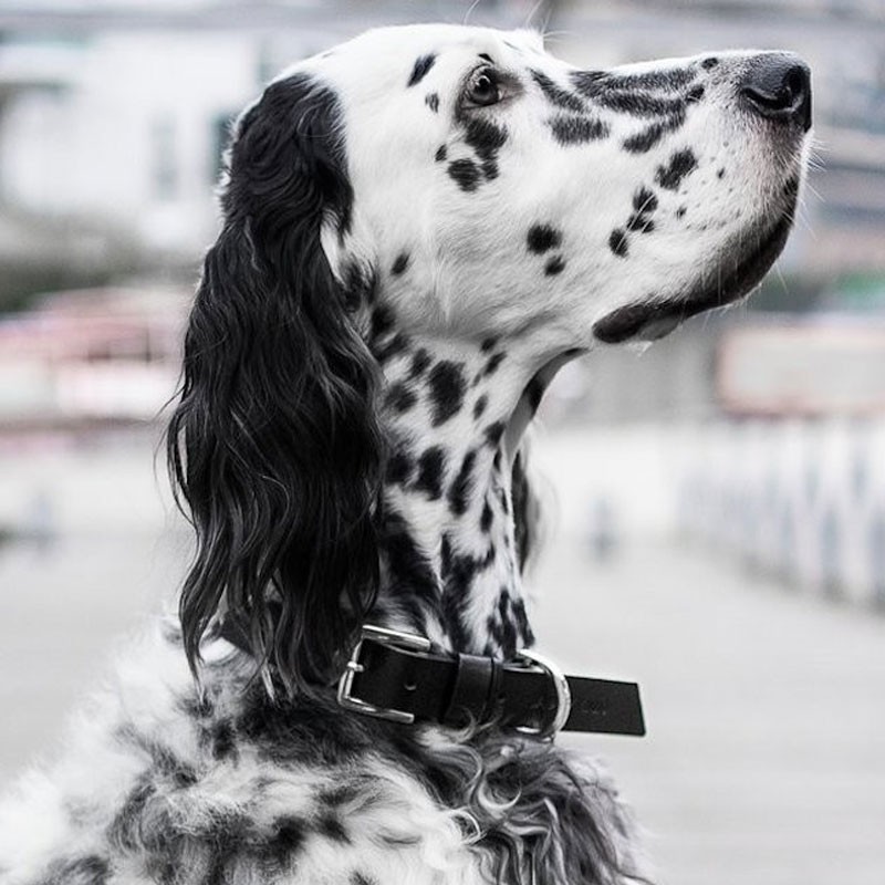 Collar para perro de cuero KOLLU