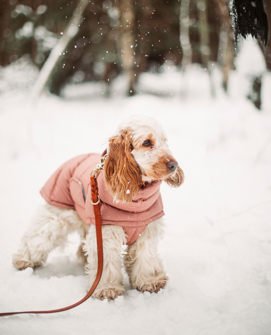 abrigo para perro protege del frio