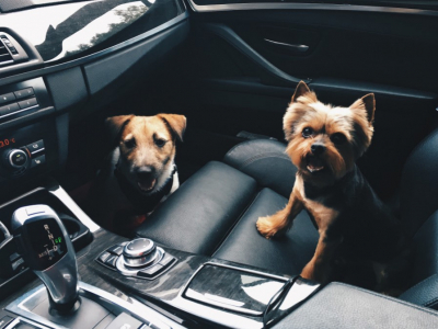 Llega Uber Pet, tu taxi para mascotas