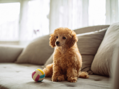 Todo lo que necesitas saber sobre el embarazo psicológico en perras 