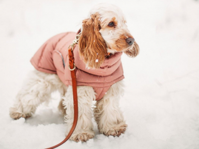 Perros en invierno: miniguía de cuidados