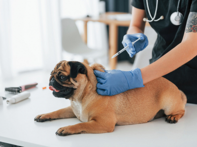 Plan de vacunas para cachorros perros