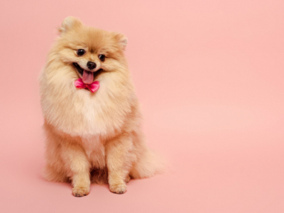 El Pomerania: la raza pura de perro que te volverá a enamorar