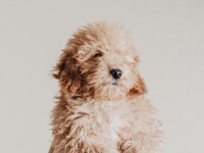 Bolso para perro Caniche Toy: llévalo con comodidad y estilo