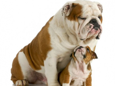 Guía completa de la raza de perro Bulldog: Cuidados, características y más