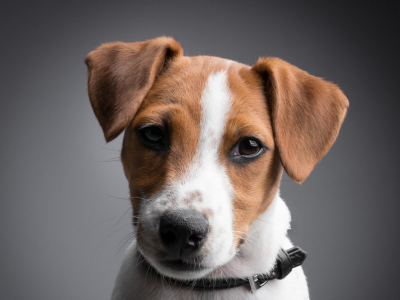Todo sobre la raza de perro Jack Russell Terrier: Características y Cuidados 