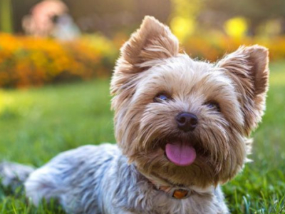 Todo sobre la raza de perro Yorkshire Terrier: Características y cuidados